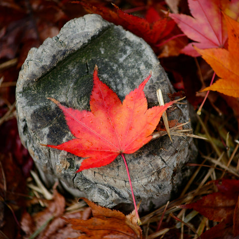 Canadian Made
